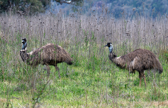 Emus, Warrumbungle National Park