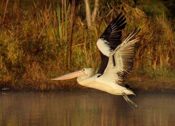 Pelicans taking off, Tygum Lagoon