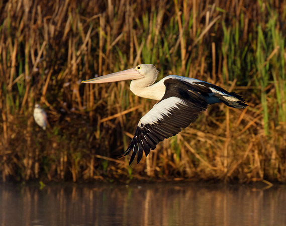 Pelicans taking off, Tygum Lagoon