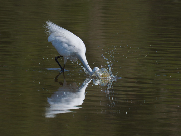 Egret fishing, Eagleby Wetland