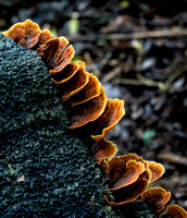 Fungi, Border Track, Lamington National Park