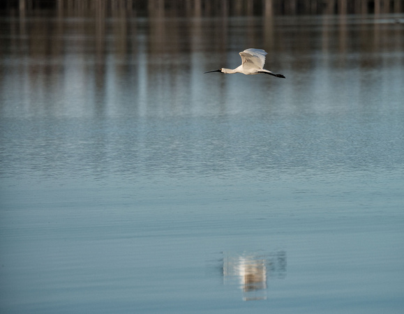 Spoonbill in Flight, Lake Broadwater