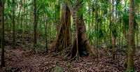 Palm Grove Section, Tamborine National Park