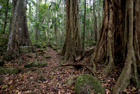 Trees, Tamborine National Park, Joalah Section