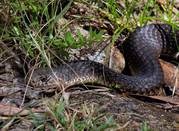 Snake on the River Walk, Gloucester Tops, Barringtop Tops National Park