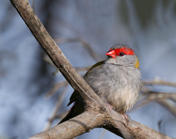 Red-browed Finch, Eagleby