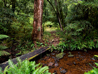 Tea Tree Falls Track, New England National Park