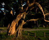 Tree, Ruins Campground, Booti Booti National Park
