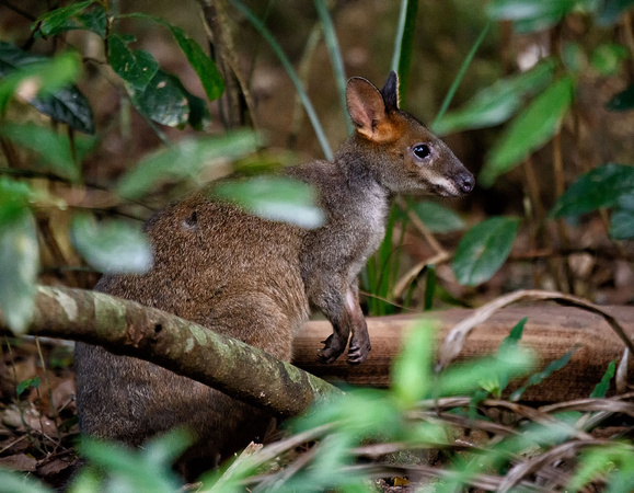 Wallaby at Mary Cairncross Park