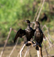 Little Black Cormorants, Eagleby