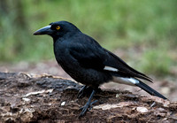 Pied Currawong, Blackdown Tableland