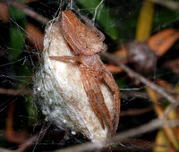 Tent-web Spider with egg-sac