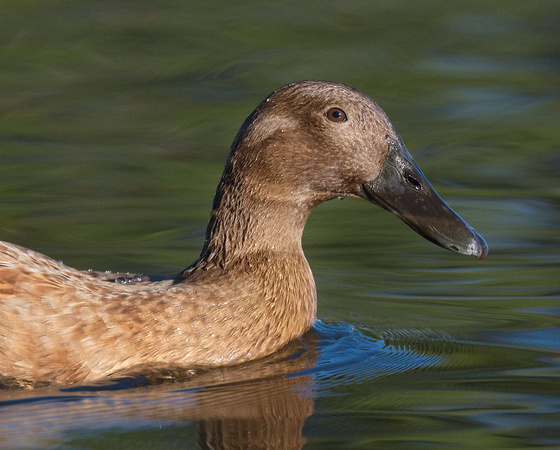 Unknown Duck, Tygum Lagoon