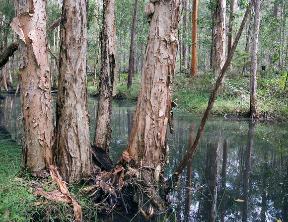 Paperbarks beside a creek
