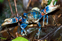 Lamington Spiny Crayfish