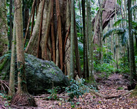 Rainforest Trees