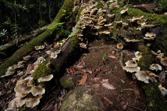 White Fungi