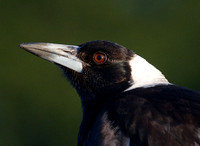 Australian Magpie, Tygum Lagoon