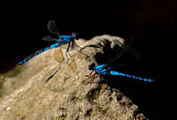 Two Blue Dragonflies