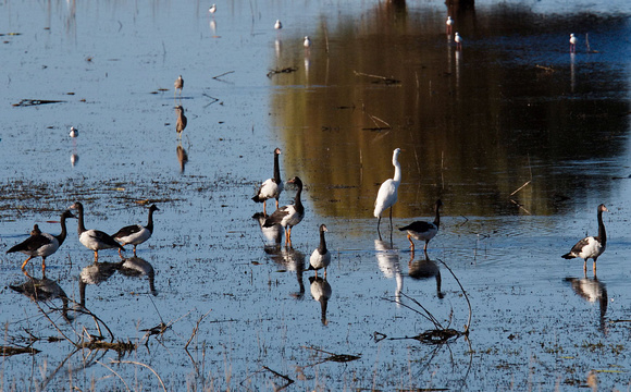 Birdlife, Bool Lagoon, South Australia
