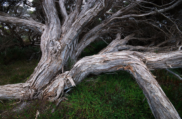 Tree near Salt Creek, South Australia