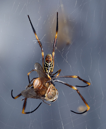 Nephila Spider with Fly