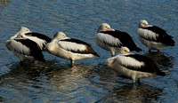 Pelicans resting