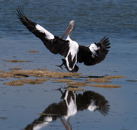 Pelican Landing, Long Point, Cooring