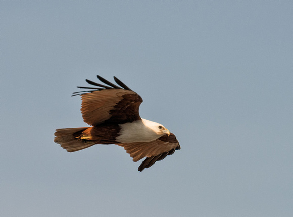 Brahminy Kite, Bandjalung National Park