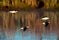 Black-winged Stilt in Flight, Tygum Lagoon