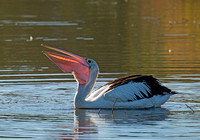 Pelican Feeding, Tygum Lagoon