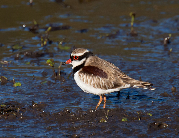 Black-fronted Plover, Tygum Lagoon