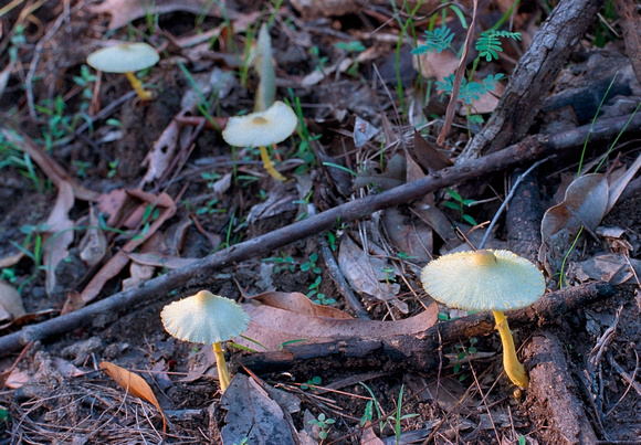 Fungi, Daisy Hill Forest