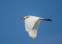 Egret, Tygum Park