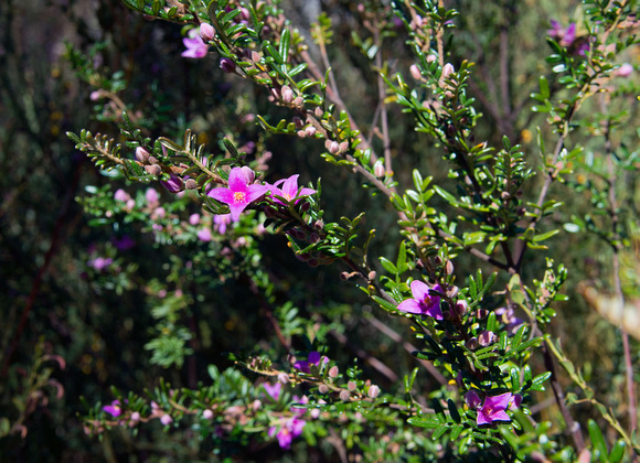 Wildflowers, Girraween National Park