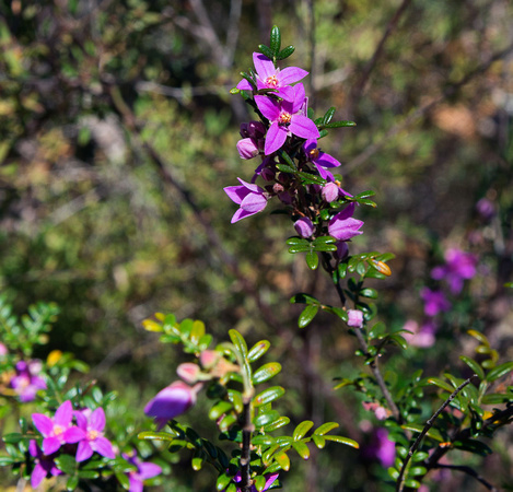 Wildflowers, Girraween National Park