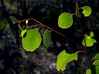 Backlit Leaves, Girraween National Park