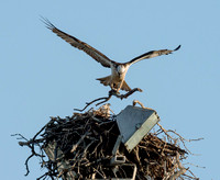 Ospreys maintaining nest