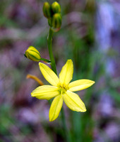 Wildflowers, Warrumbungle National Park