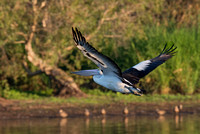 Pelican in Flight, Eagleby