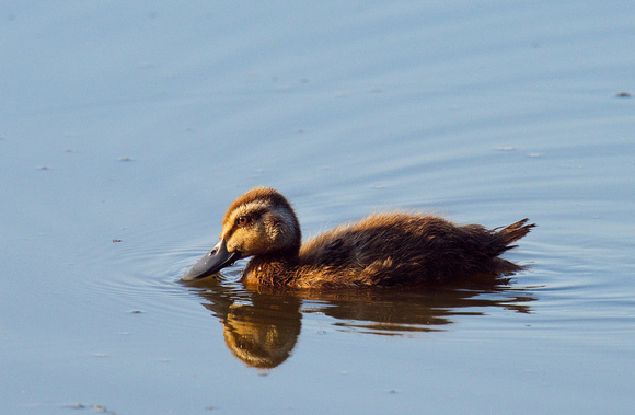 Young Black Duck