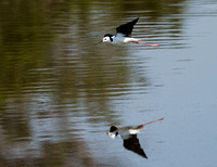 Black-winged Stilt, Eagleby Wetland