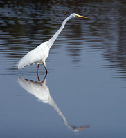 Eastern Great Egret, Eagleby Wetland