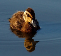 Duckling, Eagleby Wetland