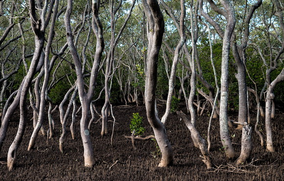 Mangrove Trees, Nudgee Beach