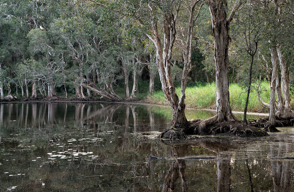 Nudgee Water Hole