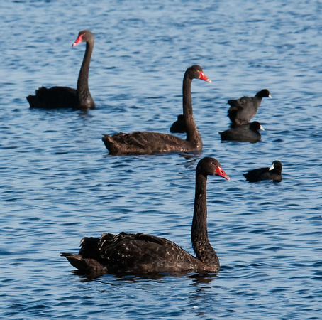 Swans, Bool Lagoon