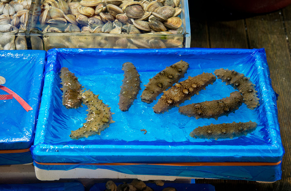 Sea cucumbers