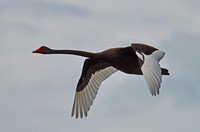 Black Swan in Flight