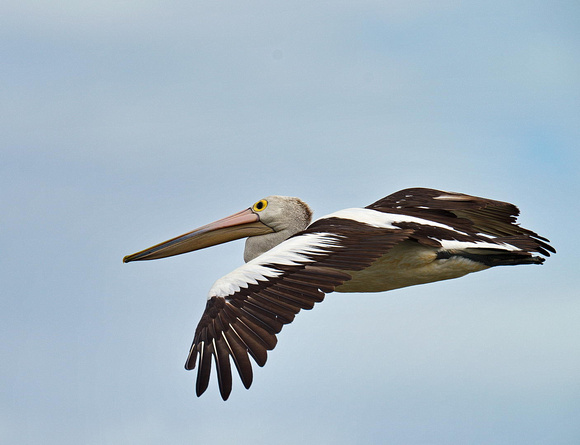 Australian Pelican in Flight